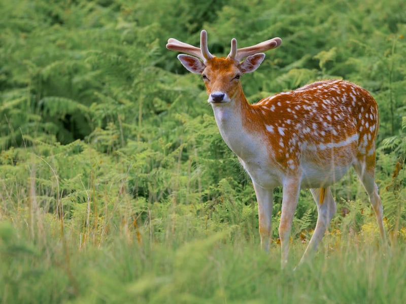 A light brown deer with white spots and broad, flat antlers standing in a forest. (gallery image 2)