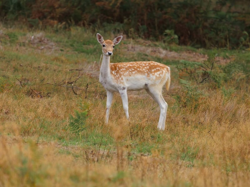 A light brown deer with white spots and broad, flat antlers standing in a forest. (gallery image 4)
