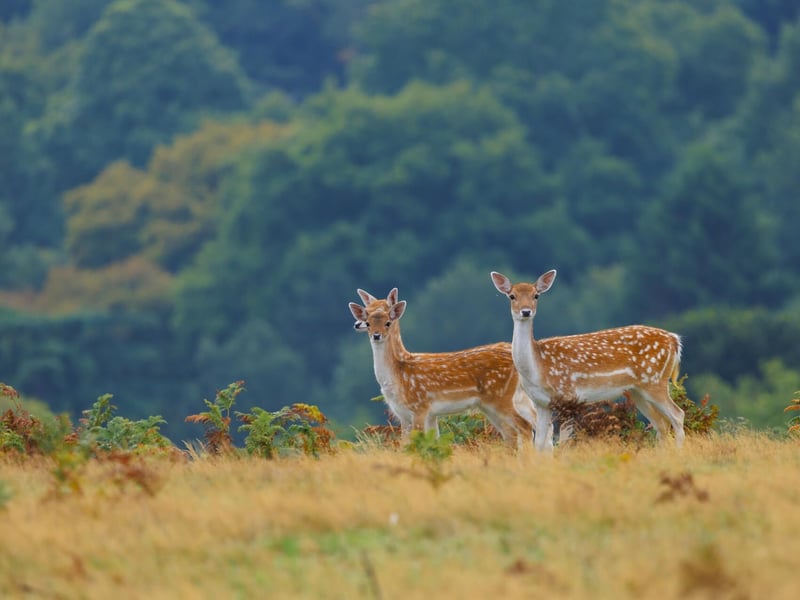 A light brown deer with white spots and broad, flat antlers standing in a forest. (gallery image 5)
