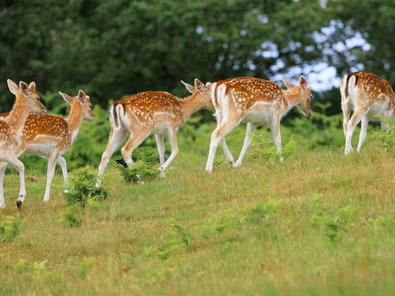 A light brown deer with white spots and broad, flat antlers standing in a forest. (gallery image 3)