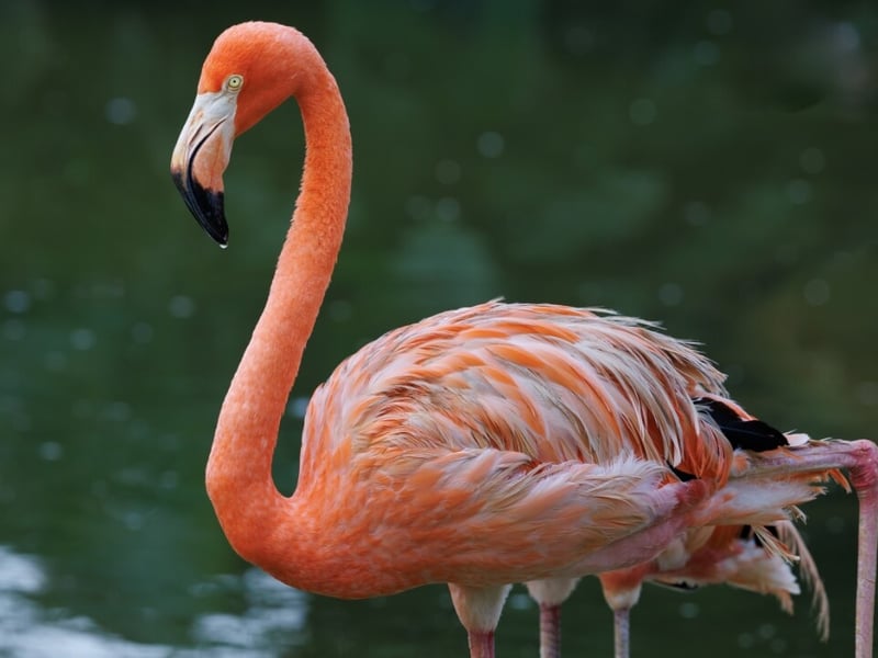 A bright pink flamingo standing on one leg in a shallow lagoon. (gallery image 1)