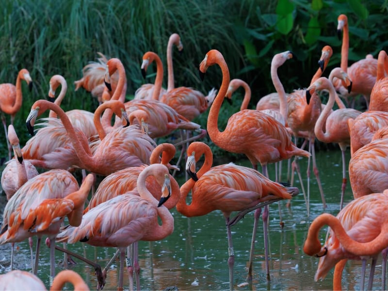 A bright pink flamingo standing on one leg in a shallow lagoon. (gallery image 2)