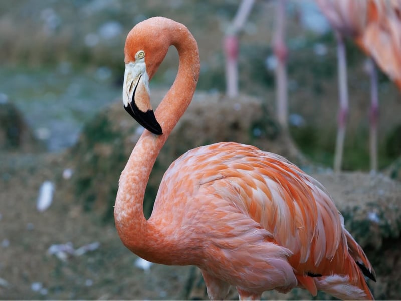 A bright pink flamingo standing on one leg in a shallow lagoon. (gallery image 3)