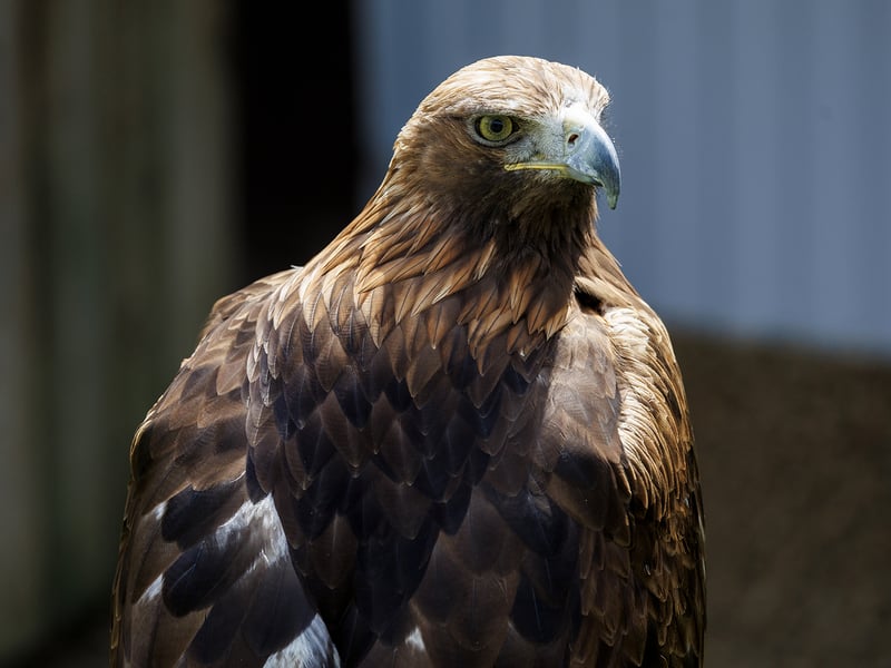 A majestic Golden Eagle with dark brown plumage and a golden nape. (gallery image 1)
