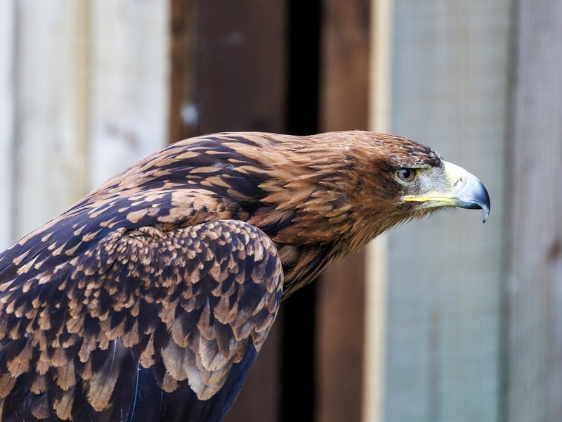 A majestic Golden Eagle with dark brown plumage and a golden nape. (gallery image 2)