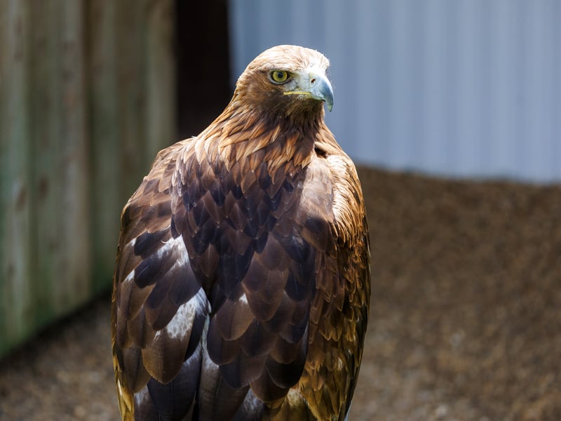 A majestic Golden Eagle with dark brown plumage and a golden nape. (gallery image 3)
