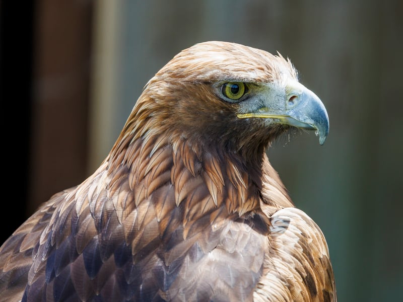 A majestic Golden Eagle with dark brown plumage and a golden nape. (gallery image 4)