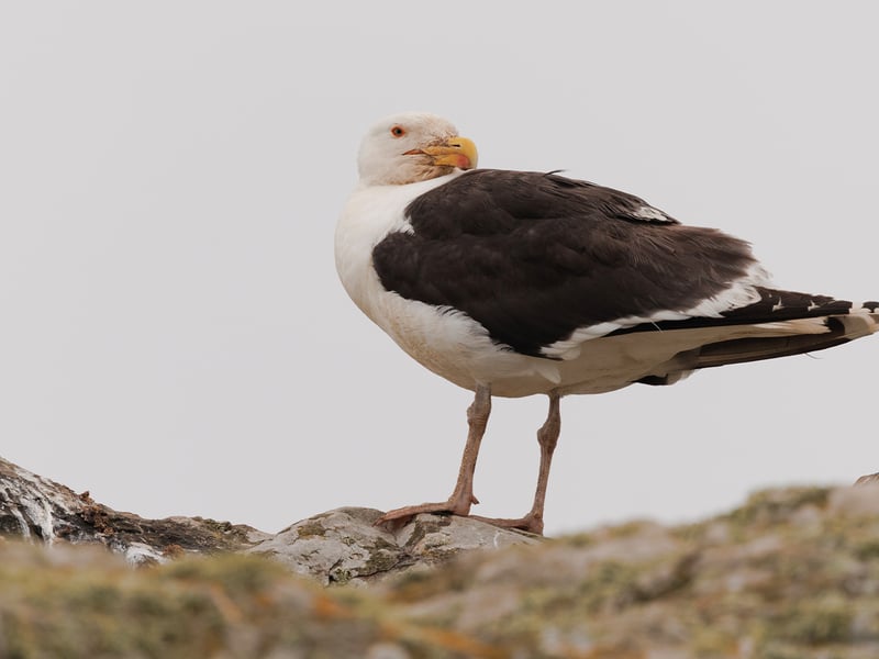 A very large gull with a slate-black back, white head and underparts, a massive yellow bill with a red spot, and pale pink legs. (gallery image 2)