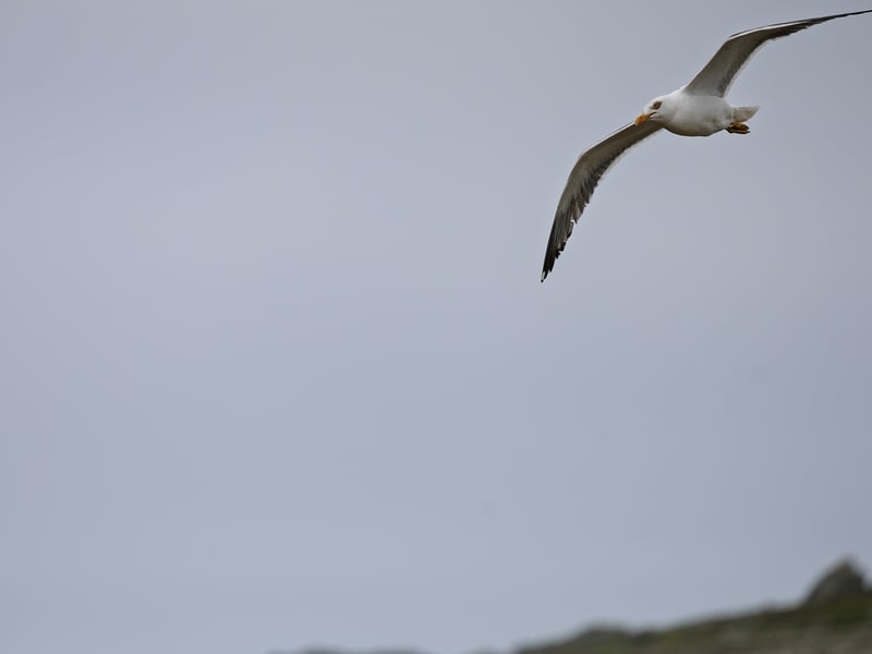 A very large gull with a slate-black back, white head and underparts, a massive yellow bill with a red spot, and pale pink legs. (gallery image 3)