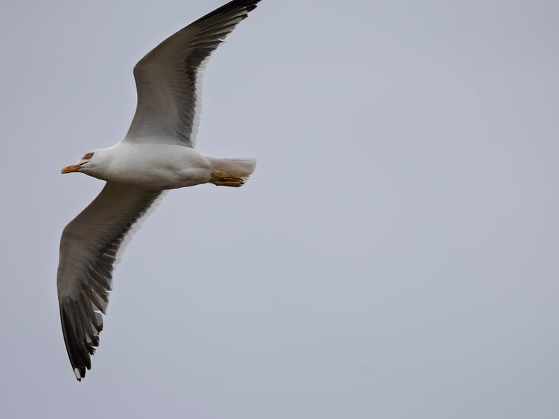 A very large gull with a slate-black back, white head and underparts, a massive yellow bill with a red spot, and pale pink legs. (gallery image 4)