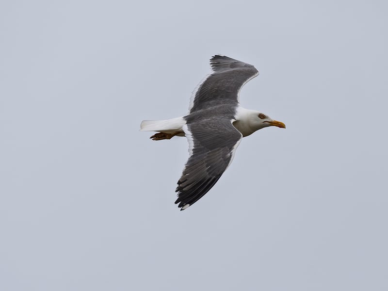 A very large gull with a slate-black back, white head and underparts, a massive yellow bill with a red spot, and pale pink legs. (gallery image 1)