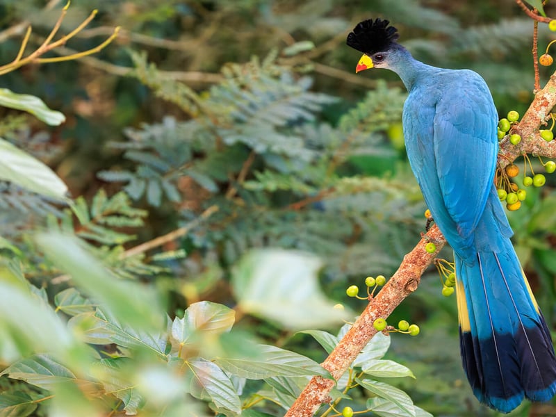 A large, vibrant blue bird with a prominent black crest and a yellow beak tipped with red, perched on a mossy branch. (gallery image 1)
