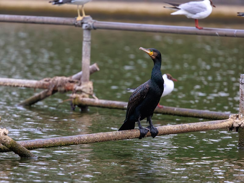 A large, black waterbird with yellow facial skin perched on a wooden post with its wings spread out to dry in the sun. (gallery image 1)