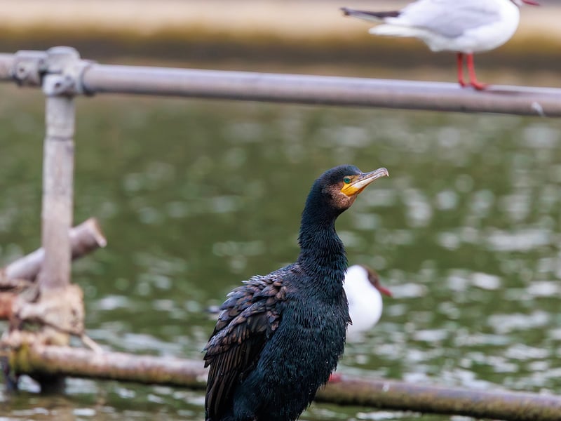 A large, black waterbird with yellow facial skin perched on a wooden post with its wings spread out to dry in the sun. (gallery image 2)