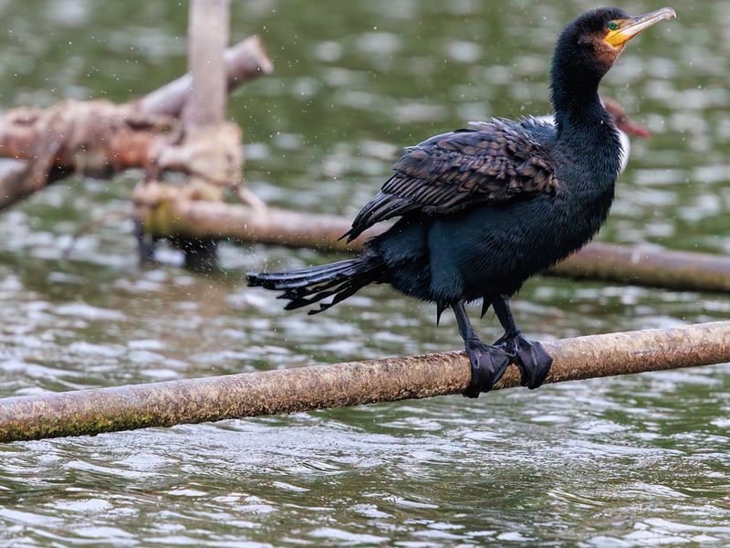 A large, black waterbird with yellow facial skin perched on a wooden post with its wings spread out to dry in the sun. (gallery image 3)
