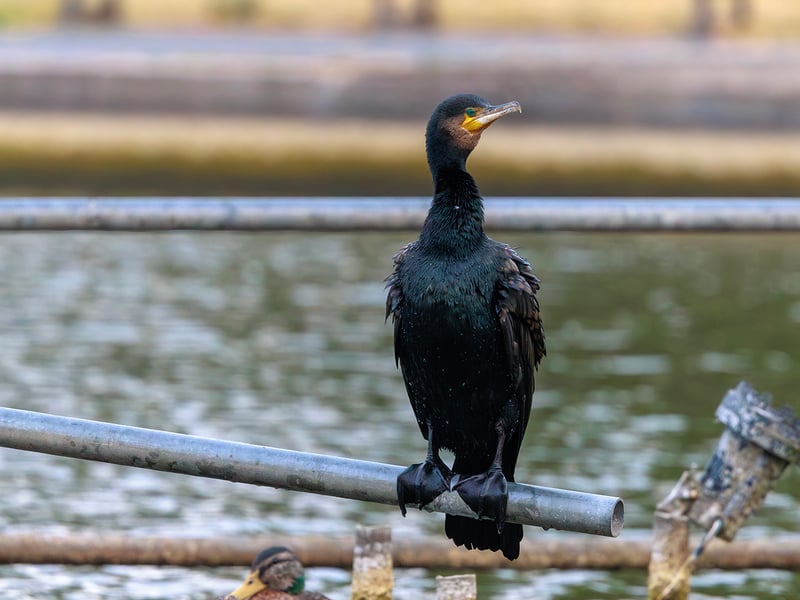 A large, black waterbird with yellow facial skin perched on a wooden post with its wings spread out to dry in the sun. (gallery image 4)
