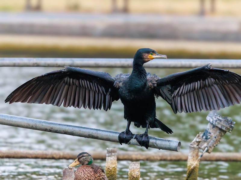 A large, black waterbird with yellow facial skin perched on a wooden post with its wings spread out to dry in the sun. (gallery image 5)