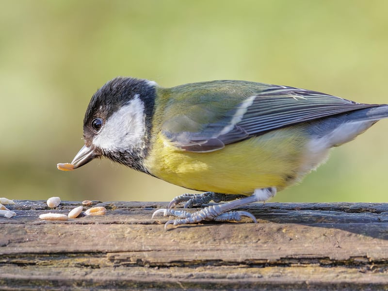 A bright yellow and black Great Tit perched on a garden feeder. (gallery image 1)