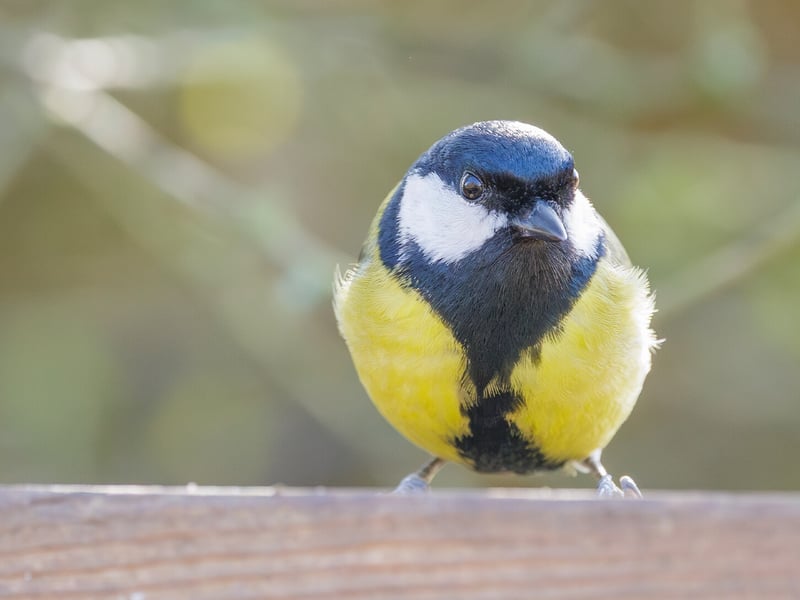 A bright yellow and black Great Tit perched on a garden feeder. (gallery image 2)