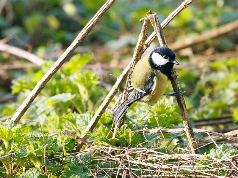 A bright yellow and black Great Tit perched on a garden feeder. (gallery image 3)