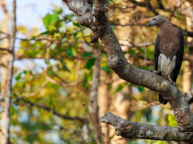 A large fish eagle with a pale grey head, dark brown wings, and a white belly perched on a branch near water. (gallery image 2)