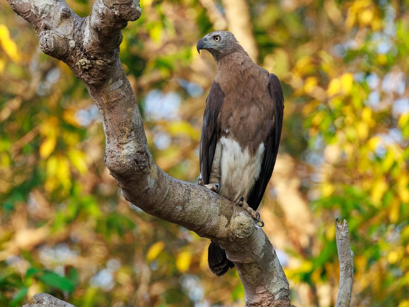 A large fish eagle with a pale grey head, dark brown wings, and a white belly perched on a branch near water. (gallery image 1)