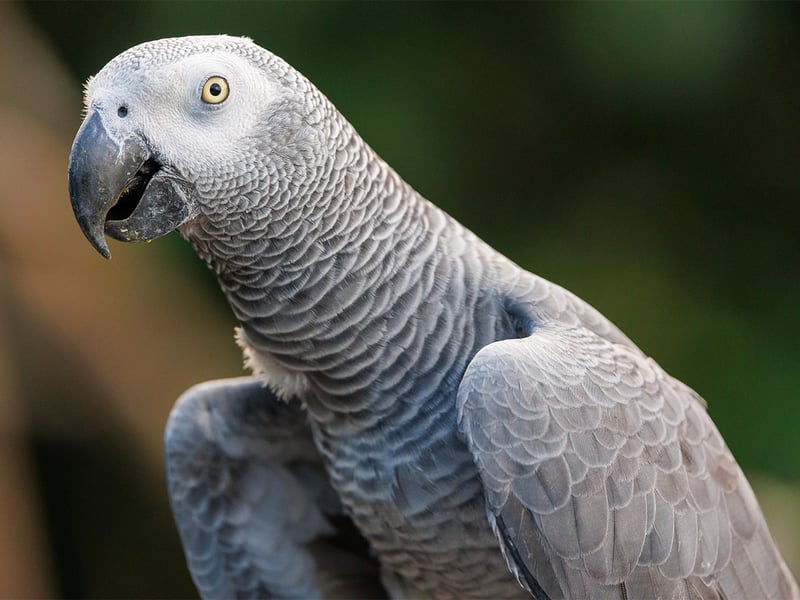 A Grey Parrot with soft ash-grey plumage, a pale white face, black bill and bright red tail feathers. (gallery image 1)