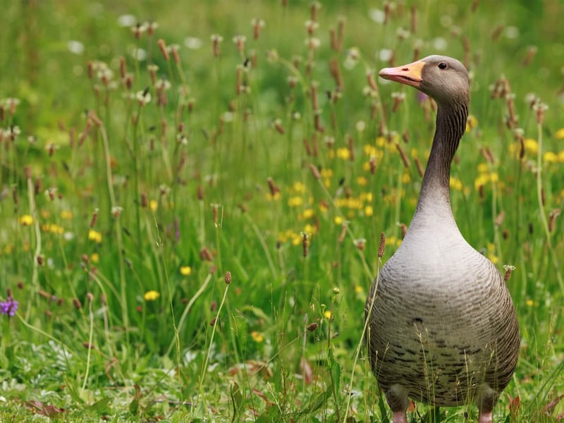 A large grey-brown goose with a thick orange bill and pink legs. (gallery image 1)