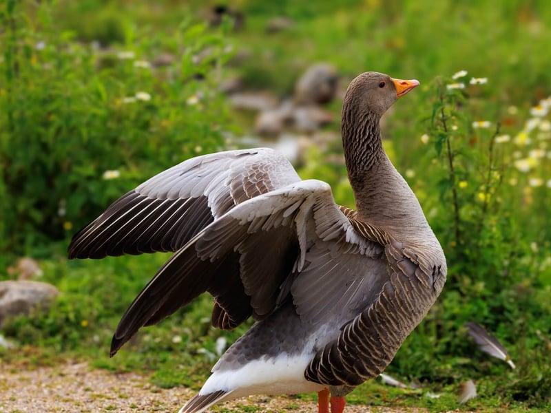 A large grey-brown goose with a thick orange bill and pink legs. (gallery image 2)