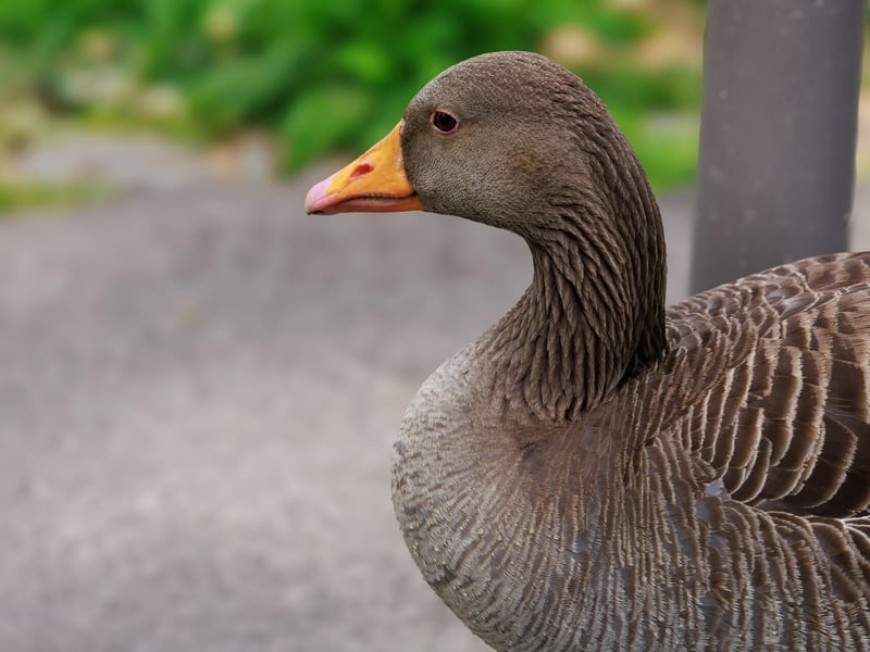 A large grey-brown goose with a thick orange bill and pink legs. (gallery image 3)