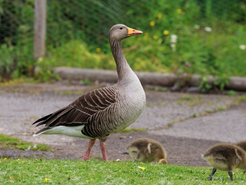 A large grey-brown goose with a thick orange bill and pink legs. (gallery image 4)