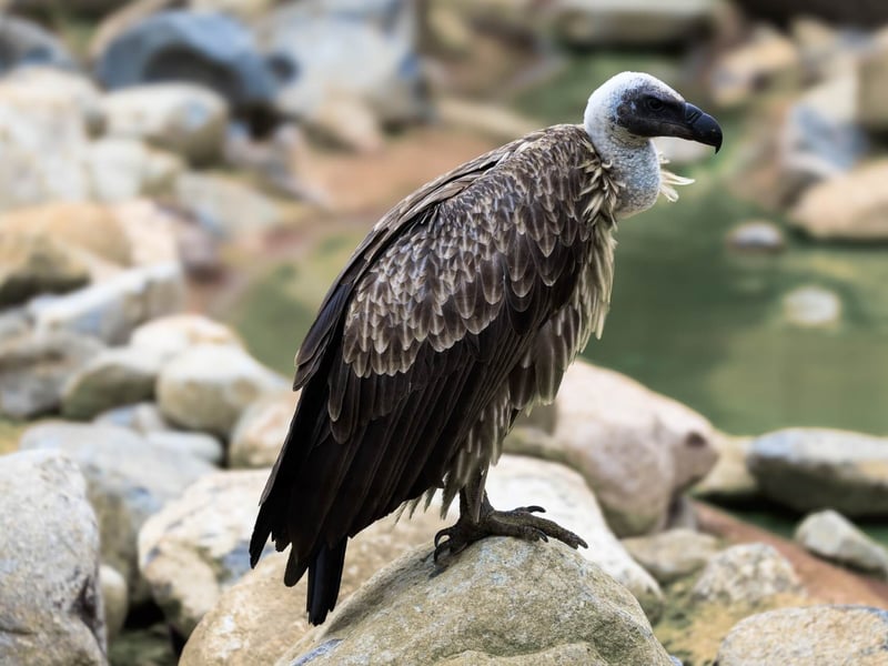 A massive scavenger with a white ruff and broad wings soaring on a thermal. (gallery image 1)