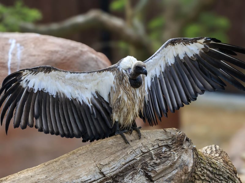 A massive scavenger with a white ruff and broad wings soaring on a thermal. (gallery image 2)