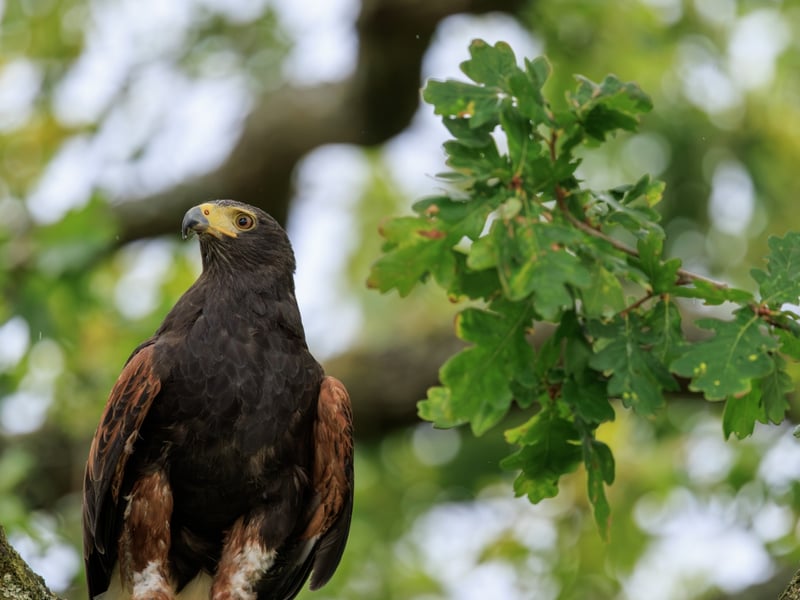 A dark brown hawk with chestnut shoulder patches and a white-tipped tail. (gallery image 1)
