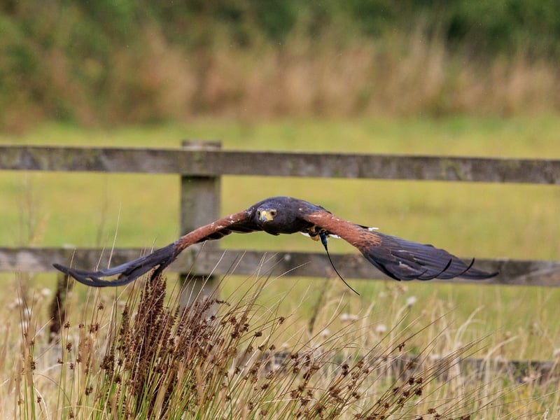 A dark brown hawk with chestnut shoulder patches and a white-tipped tail. (gallery image 2)