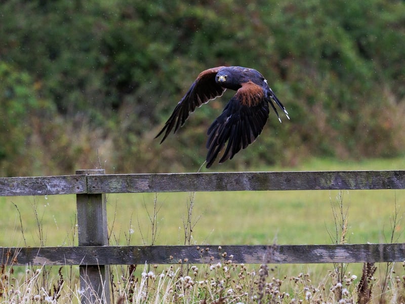 A dark brown hawk with chestnut shoulder patches and a white-tipped tail. (gallery image 3)