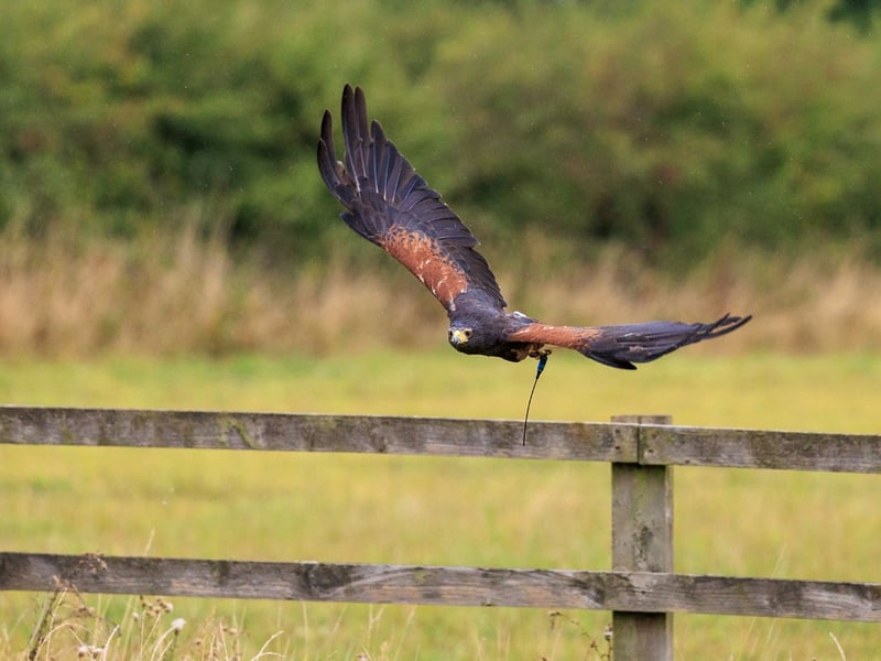 A dark brown hawk with chestnut shoulder patches and a white-tipped tail. (gallery image 4)
