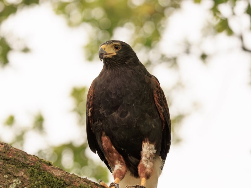 A dark brown hawk with chestnut shoulder patches and a white-tipped tail. (gallery image 5)