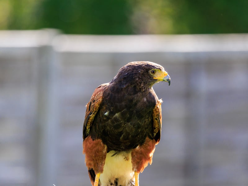A dark brown hawk with chestnut shoulder patches and a white-tipped tail. (gallery image 6)