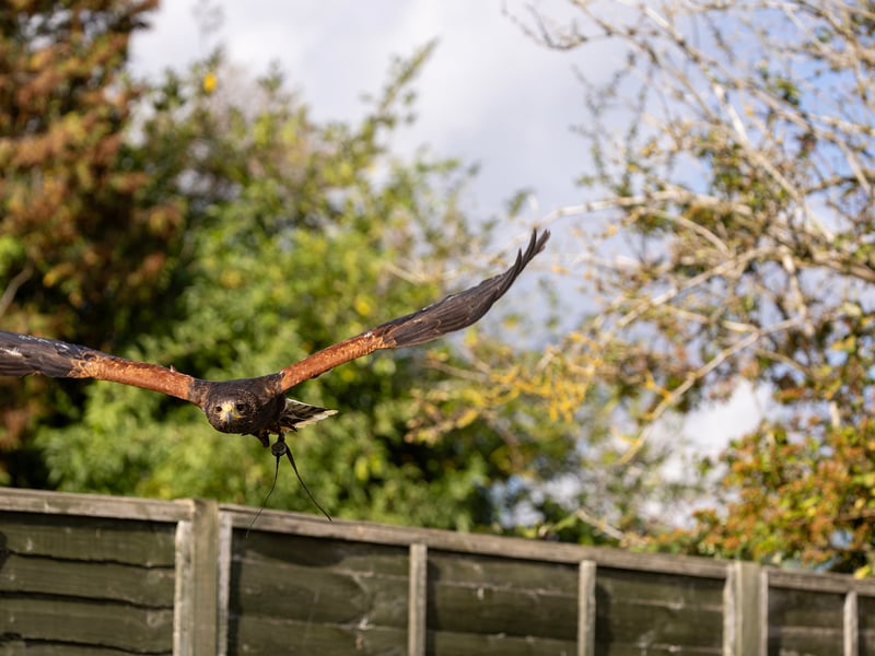 A dark brown hawk with chestnut shoulder patches and a white-tipped tail. (gallery image 7)