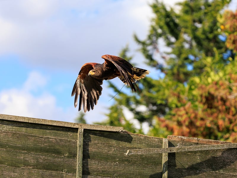 A dark brown hawk with chestnut shoulder patches and a white-tipped tail. (gallery image 8)