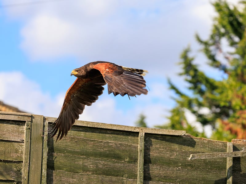 A dark brown hawk with chestnut shoulder patches and a white-tipped tail. (gallery image 9)
