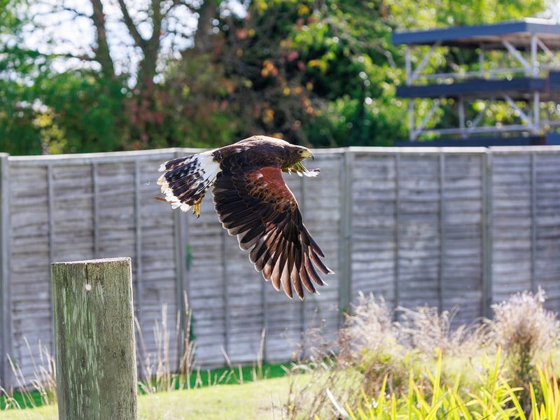 A dark brown hawk with chestnut shoulder patches and a white-tipped tail. (gallery image 10)