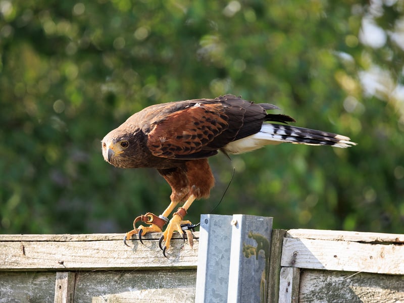 A dark brown hawk with chestnut shoulder patches and a white-tipped tail. (gallery image 11)