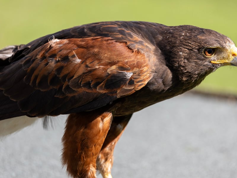A dark brown hawk with chestnut shoulder patches and a white-tipped tail. (gallery image 12)