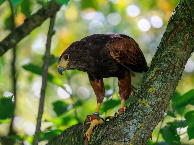 A dark brown hawk with chestnut shoulder patches and a white-tipped tail. (gallery image 13)