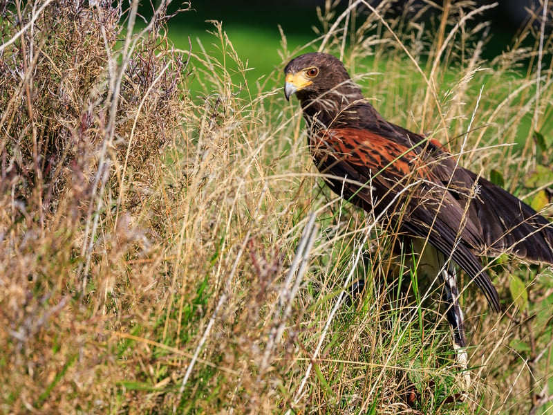 A dark brown hawk with chestnut shoulder patches and a white-tipped tail. (gallery image 14)