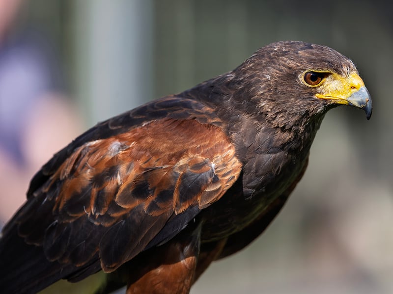 A dark brown hawk with chestnut shoulder patches and a white-tipped tail. (gallery image 15)