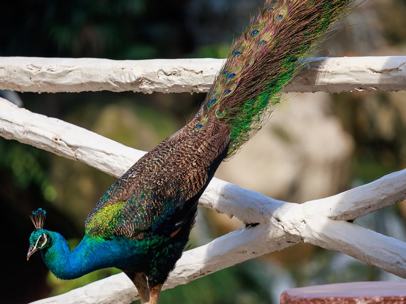 A male Indian Peafowl showcasing his iridescent blue neck and crown crest feathers. (gallery image 2)