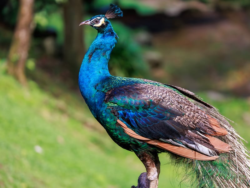 A male Indian Peafowl showcasing his iridescent blue neck and crown crest feathers. (gallery image 1)